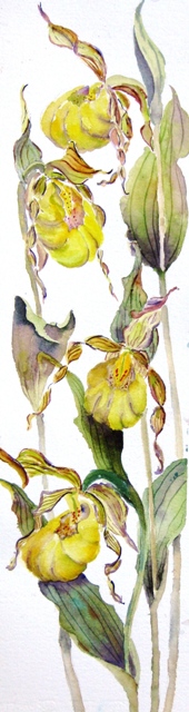 Elaine Tweedy - Lady Slippers II (SOLD)