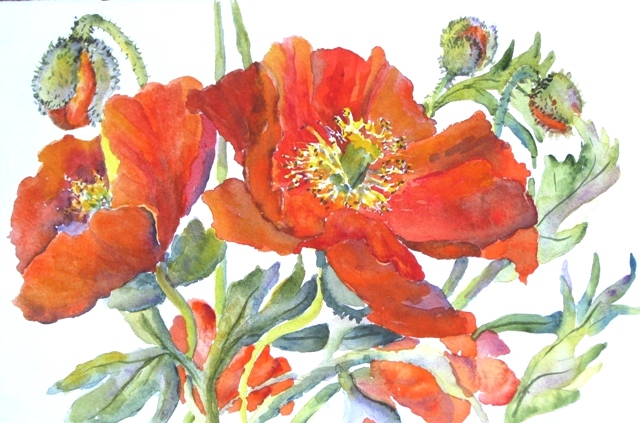Elaine Tweedy - Iceland Poppies (SOLD)