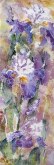 Elaine Tweedy - Bearded Iris