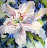Elaine Tweedy - White Oriental Lily