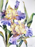 Elaine Tweedy - Edith Wolfard Iris II