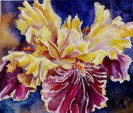 Elaine Tweedy - 'Taco Supreme' Iris (SOLD)