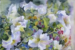 Elaine Tweedy - White Petunia (sold)