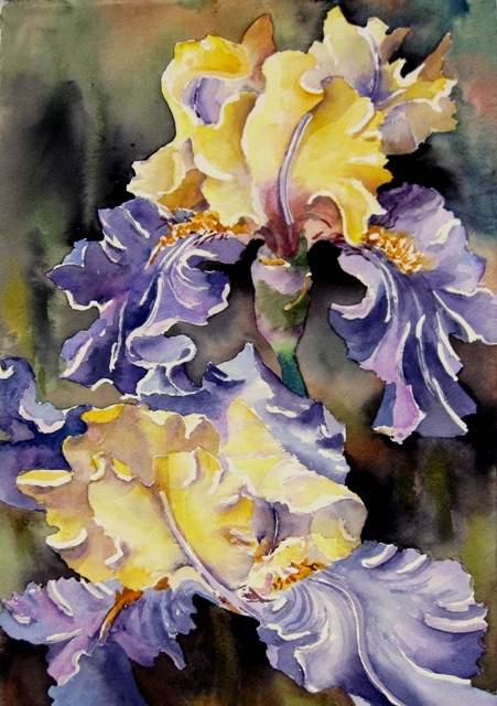 Elaine Tweedy - Edith Wolford Iris II