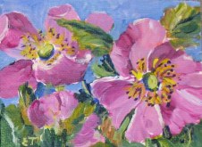 Elaine Tweedy - Alberta Wild Roses